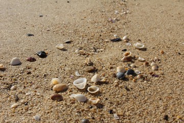 Fototapeta na wymiar Shelly Beach