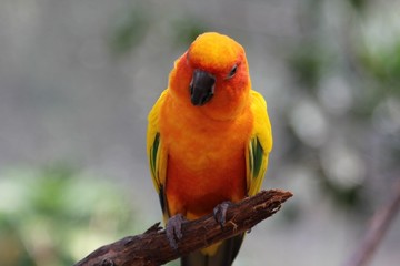 Sun Parakeet