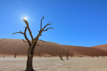Namibia Deadvlei sunshine