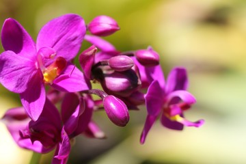 Pink Orchid Blooming 