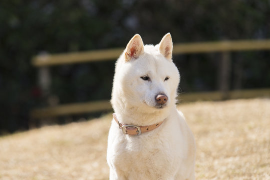 733 Best 白い犬 Images Stock Photos Vectors Adobe Stock
