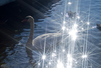 Cigno al lago di Viverone (BI) © alsahr
