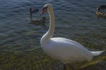 Cigno al lago di Viverone (BI)