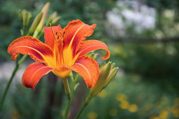 Giant Fire orange Flower Hemerocallis fulva - TawnyDaylily, TigerDaylily, FulvousDaylily, DitchLily