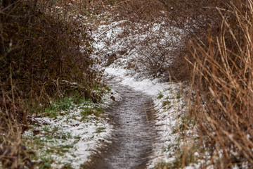 Snowy Path