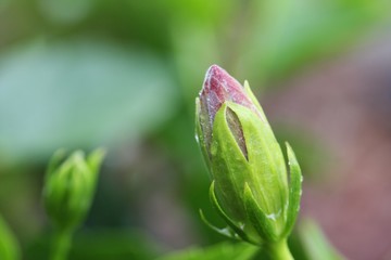 Flower Budding