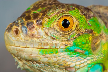one green iguana lizard .reptile sit on black background