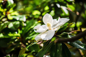 Evergreen magnolia. Blooming magnolia. Beautiful white flower