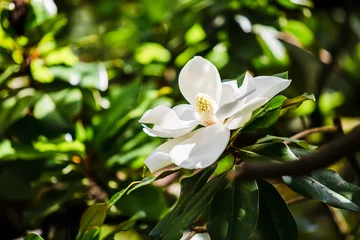 Fototapete Magnolie Immergrüne Magnolie. Blühende Magnolie. Schöne weiße Blume