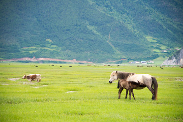 Horses at Napa Lake. a famous landscape in the Ancient city of Shangrila, Yunnan, China.