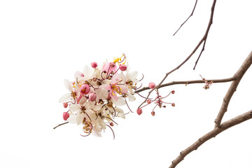 Sakura Color Chan in Thailand