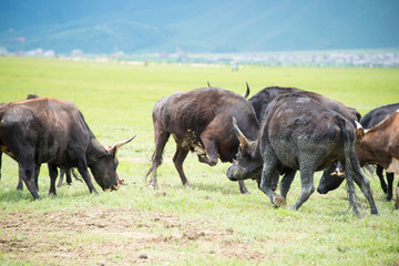 Cows at Napa Lake. a famous landscape in the Ancient city of Shangrila, Yunnan, China.