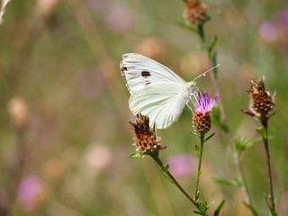 Piéride papillon butinant une fleur sauvage