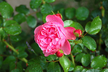 Pink Rosa odorata with drop