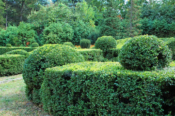 Clipped Buxus sempervirens