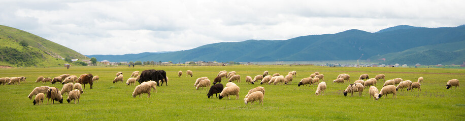 Obraz na płótnie Canvas Sheeps at Napa Lake. a famous landscape in the Ancient city of Shangrila, Yunnan, China.