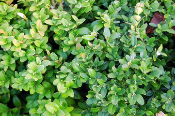 Fototapeta na wymiar Buxus sempervirens plant