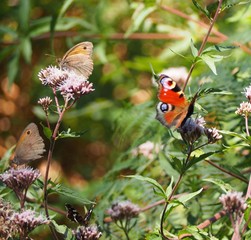 Papillons: Paon-du-jour et Fadet Commun sur des fleurs d'origan