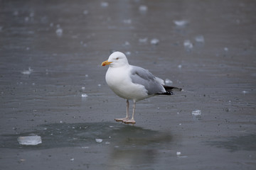 Mouette sur un lac gelé