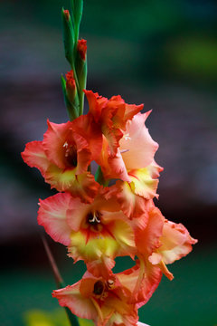 Beautiful orange flower