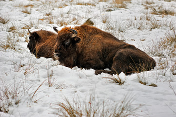Wisent laying in the snow