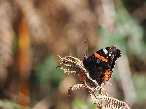 Papillon Vulcain sur branche de foug&egrave;re