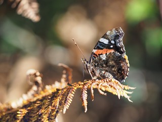 Papillon Vulcain sur branche de fougère