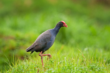  notornis, south Island, porphyrio hochstetteri, New Zealand
