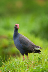  notornis, south Island, porphyrio hochstetteri, New Zealand