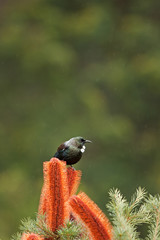  tui bird, prosthemadera novaeseelandiae, new zealand