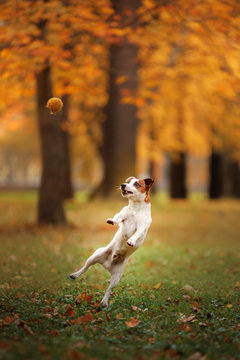 Jack Russell Terrier dog with leaves. gold and red color, walk in the park