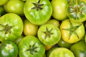 Green tomato, close up