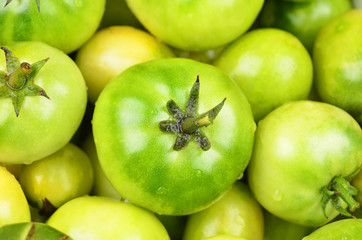 Green tomato, close up