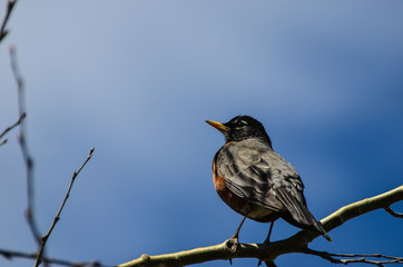 Robin perched on a branch close up