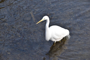 橋の上から見たダイサギ