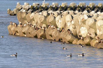 テトラポットで休む異種のカモたち
