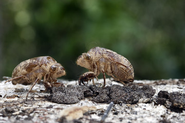 Fidicina mannifera / Exuvie de cigale