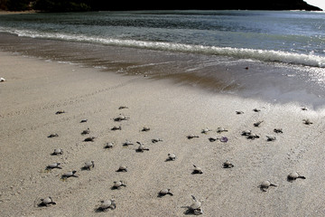 Chelonia mydas / Tortue verte / Tortue de mer