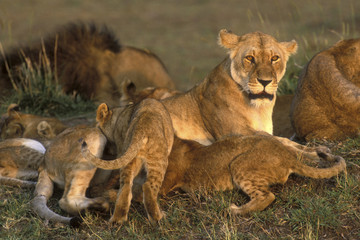 Plakat Panthera leo / Lion