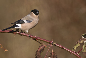 Pyrrhula pyrrhula / Bouvreuil
