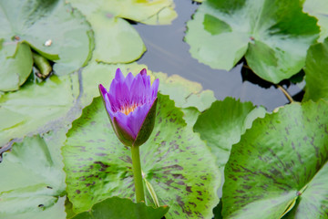 lotus flower or water lily floating