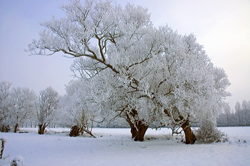 Arbre couvert de neige