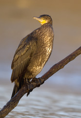Phalacrocorax carbo / Grand cormoran