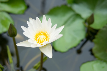 lotus flower or water lily floating