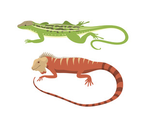 Different kind of lizard reptile isolated vector illustration.