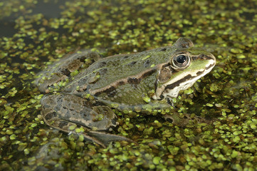 Rana esculenta / Grenouille verte