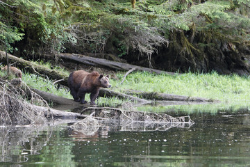 Ursus arctos horribilis / Ours brun d'Amérique / Grizzli