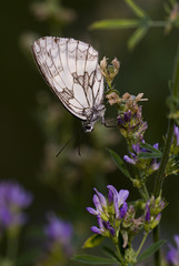 Melanargia galathea / Demi deuil