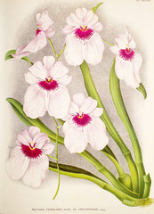 Miltonia vexillaria