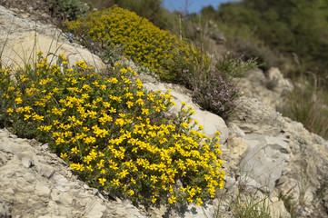 Genista hispanica / Genêt d'Espagne